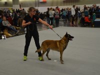 Siegerhunde Malinois